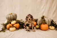 Scarlett, a female Aussiedoodle and Poodle - Multi-Colored Standard for sale in Lewis, IN – 3 of 4
