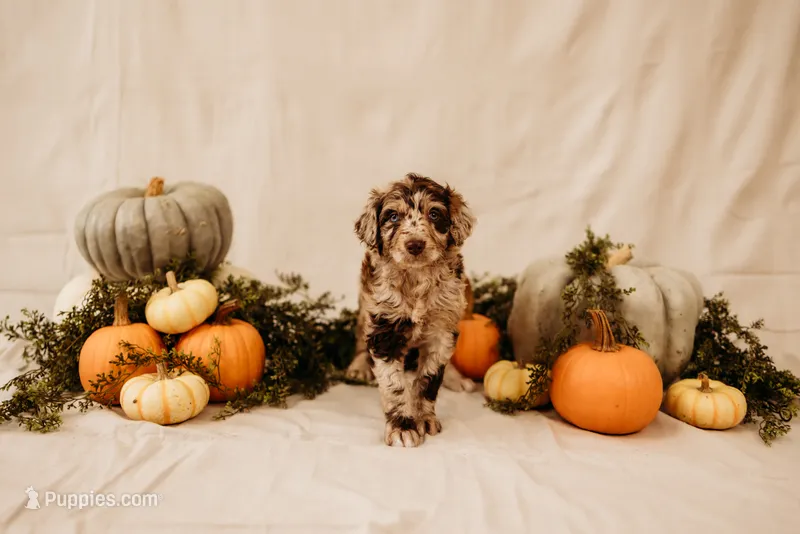 Scarlett – Aussiedoodle, Poodle - Multi-Colored Standard puppy for sale in Lewis, IN