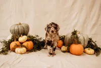 Scarlett, a female Aussiedoodle and Poodle - Multi-Colored Standard for sale in Lewis, IN – 1 of 4