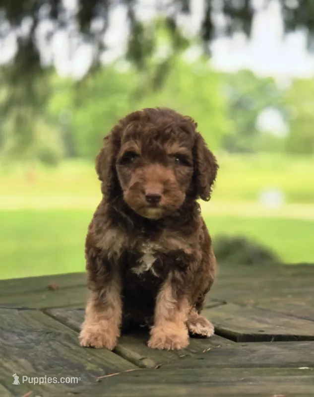 Sunny – Aussiedoodle puppy for sale in Lewis, IN