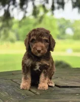 Sunny, a male Aussiedoodle for sale in Lewis, IN – 1 of 8