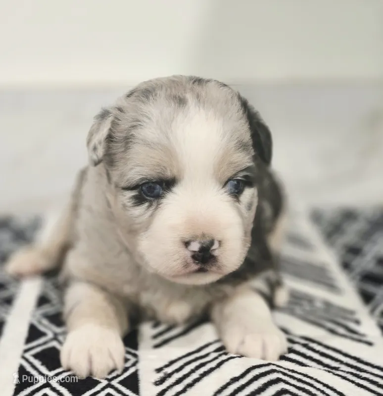 Lexy – Miniature Australian Shepherd puppy for sale in Lewis, IN