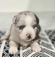 Lexy, a female Miniature Australian Shepherd for sale in Lewis, IN – 1 of 8