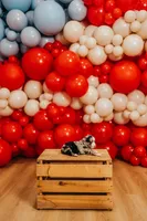 America, a female Miniature Australian Shepherd and Miniature American Shepherd for sale in Lewis, IN – 4 of 7