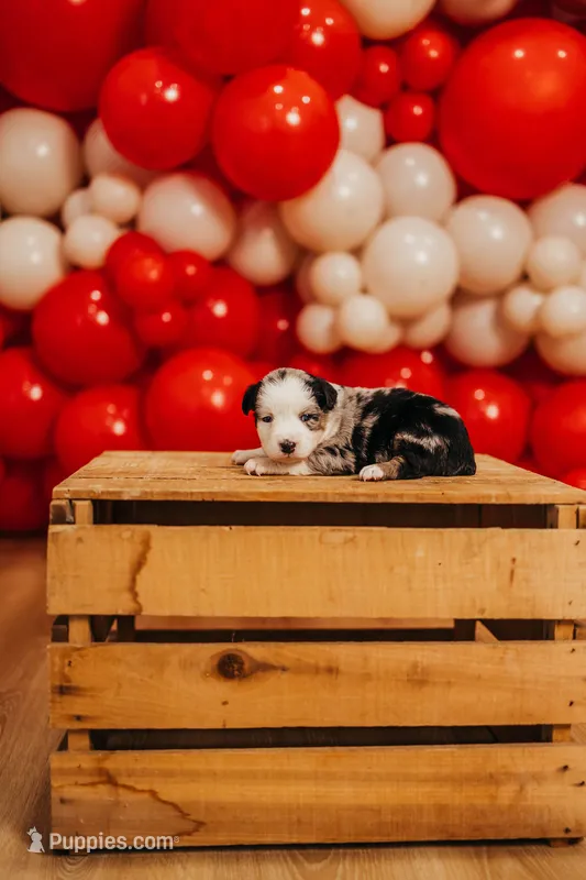 Starry  – Miniature Australian Shepherd, Miniature American Shepherd puppy for sale in Lewis, IN