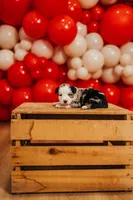 Starry , a female Miniature Australian Shepherd and Miniature American Shepherd for sale in Lewis, IN – 1 of 6