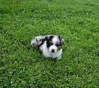 Rex, a male Miniature Australian Shepherd for sale in Lewis, IN – 2 of 9