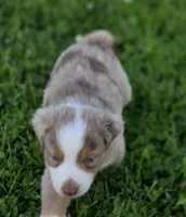Aspen , a male Australian Shepherd and Miniature Australian Shepherd for sale in Lewis, IN – 4 of 10