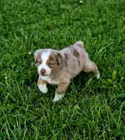 Aspen , a male Australian Shepherd and Miniature Australian Shepherd for sale in Lewis, IN – 6 of 10