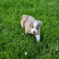Aspen , a male Australian Shepherd and Miniature Australian Shepherd for sale in Lewis, IN – 8 of 10