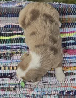 Aspen , a male Australian Shepherd and Miniature Australian Shepherd for sale in Lewis, IN – Photo 4 of 10