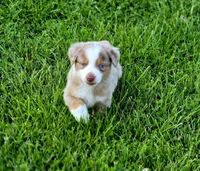 Aspen , a male Australian Shepherd and Miniature Australian Shepherd for sale in Lewis, IN – 7 of 10