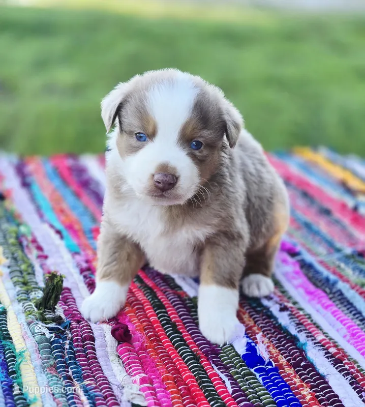 Aspen  – Australian Shepherd, Miniature Australian Shepherd puppy for sale in Lewis, IN
