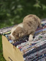 Aspen , a male Australian Shepherd and Miniature Australian Shepherd for sale in Lewis, IN – Photo 10 of 10