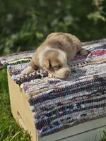 Aspen , a male Australian Shepherd and Miniature Australian Shepherd for sale in Lewis, IN – Photo 8 of 10
