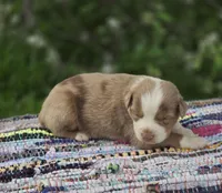 Aspen , a male Australian Shepherd and Miniature Australian Shepherd for sale in Lewis, IN – Photo 5 of 10