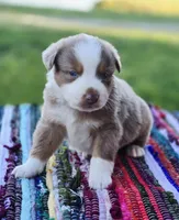 Aspen , a male Australian Shepherd and Miniature Australian Shepherd for sale in Lewis, IN – 9 of 10
