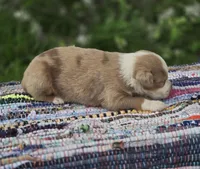 Aspen , a male Australian Shepherd and Miniature Australian Shepherd for sale in Lewis, IN – Photo 2 of 10