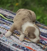 Aspen , a male Australian Shepherd and Miniature Australian Shepherd for sale in Lewis, IN – Photo 3 of 10