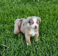Aspen , a male Australian Shepherd and Miniature Australian Shepherd for sale in Lewis, IN – 5 of 10