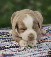 Aspen , a male Australian Shepherd and Miniature Australian Shepherd for sale in Lewis, IN – Photo 1 of 10