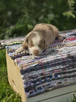 Aspen , a male Australian Shepherd and Miniature Australian Shepherd for sale in Lewis, IN – Photo 7 of 10