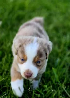 Aspen , a male Australian Shepherd and Miniature Australian Shepherd for sale in Lewis, IN – 3 of 10