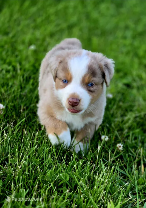 Aspen  – Australian Shepherd, Miniature Australian Shepherd puppy for sale in Lewis, IN