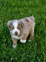 Aspen , a male Australian Shepherd and Miniature Australian Shepherd for sale in Lewis, IN – 2 of 10