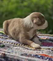 Aspen , a male Australian Shepherd and Miniature Australian Shepherd for sale in Lewis, IN – Photo 9 of 10