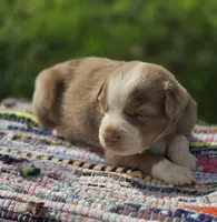Aspen , a male Australian Shepherd and Miniature Australian Shepherd for sale in Lewis, IN – Photo 6 of 10