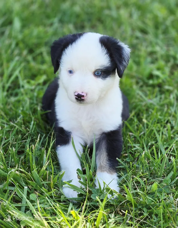 Liberty  – Miniature Australian Shepherd, Miniature American Shepherd puppy for sale in Lewis, IN