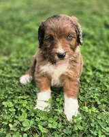 Reese , a male Aussiedoodle and Poodle - Multi-Colored Standard for sale in Lewis, IN – 7 of 10