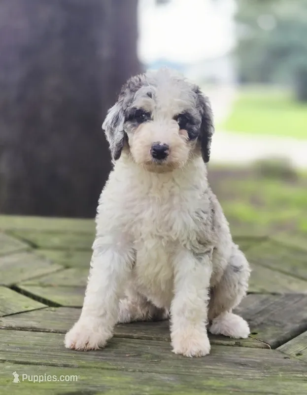 Moon – Aussiedoodle puppy for sale in Lewis, IN