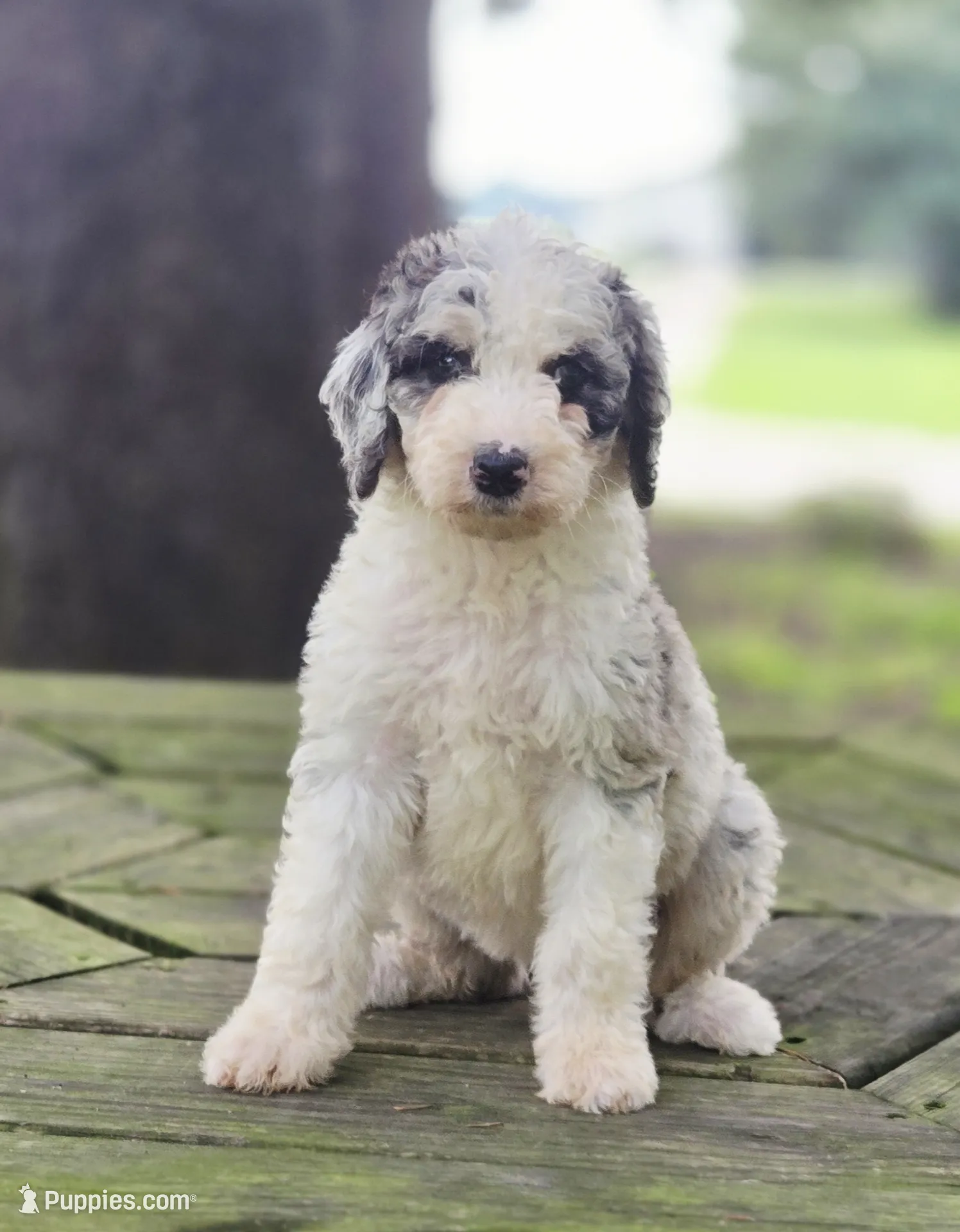 Moon – Aussiedoodle Puppy for Sale in Lewis, IN | Puppies.com