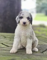 Moon, a female Aussiedoodle for sale in Lewis, IN – 1 of 2