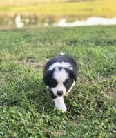 Apple, a female Australian Shepherd and Miniature Australian Shepherd for sale in Lewis, IN – 9 of 10