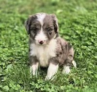 Sweetart, a female Aussiedoodle and Poodle - Multi-Colored Standard for sale in Lewis, IN – 8 of 10