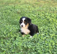 Pumpkin , a female Australian Shepherd and Miniature Australian Shepherd for sale in Lewis, IN – 9 of 10