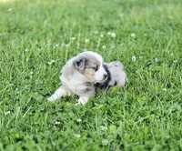 Ivy, a female Miniature Australian Shepherd for sale in Lewis, IN – 2 of 10