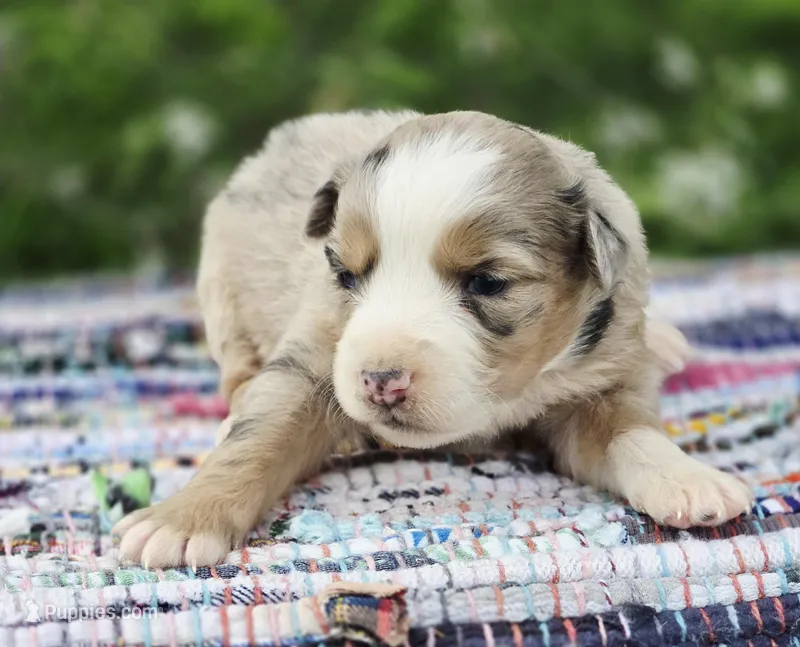 Willow – Miniature Australian Shepherd puppy for sale in Lewis, IN