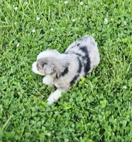 Ivy, a female Miniature Australian Shepherd for sale in Lewis, IN – 6 of 10
