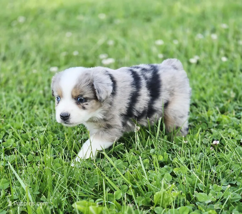 Ivy – Miniature Australian Shepherd puppy on hold in Lewis, IN