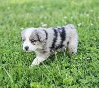 Ivy, a female Miniature Australian Shepherd for sale in Lewis, IN – 1 of 10