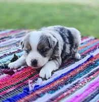Ivy, a female Miniature Australian Shepherd for sale in Lewis, IN – 9 of 10