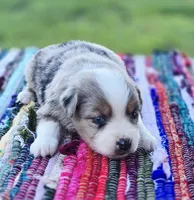 Ivy, a female Miniature Australian Shepherd for sale in Lewis, IN – 8 of 10