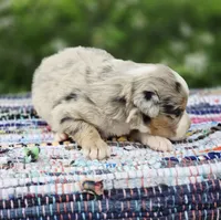 Willow, a female Miniature Australian Shepherd for sale in Lewis, IN – Photo 9 of 10