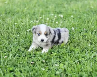 Ivy, a female Miniature Australian Shepherd for sale in Lewis, IN – 4 of 10