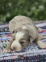 Willow, a female Miniature Australian Shepherd for sale in Lewis, IN – Photo 10 of 10
