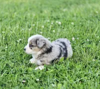 Ivy, a female Miniature Australian Shepherd for sale in Lewis, IN – 5 of 10